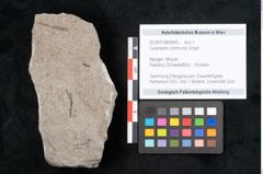 Foto (Objekt + Etikett) von Cystoseira communis Unger (NHMW-GEO-2024-0188-6645)